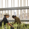 UMass Lowell students harvest herbs from the Rist Green Roof at University Crossing