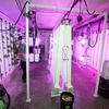 Chef Nathan Fraza checks on the plants growing in the hydroponic growing room.