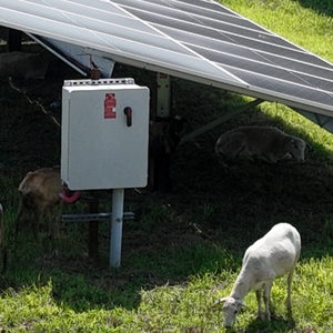 W&L's new off-site solar array