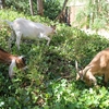 A small group of goats is seen eating ivy from a hillside.