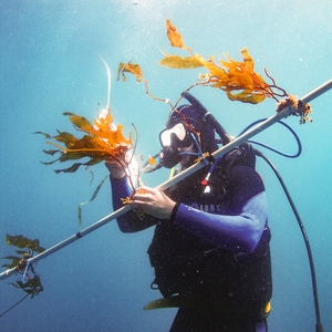 Optimizing kelp growth