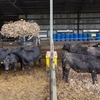 Animals on Shredded Cardboard Bedding