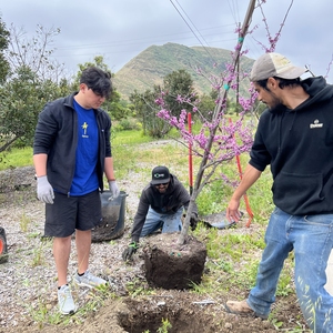 Arbor Day & Earth Month Tree Planting at CSU Channel Islands