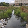 Parkerson Mill Creek restoration after one growing season