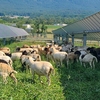 Working in partnership with grazing and ecology experts, Lightsource bp has introduced a co-located “agrivoltaics” program at the Nittany 1 solar farm. A neighboring farmer grazes over 300 sheep among the solar panels, using a rotational system to feed his herd,  maintain the land and enhance soil quality and biodiversity.