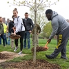 Illinois students shovel mulch around the base of campus' newest tree feature — a sapling white oak.