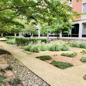 Student-Designed and Built Rain Garden