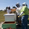 Experiental applied learning in beekeeping for Leadership in Environmental Stewardship e-badge