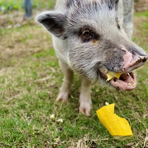 We Feed Aggie Animals