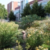 Water wise landscaping at the University of Utah