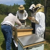 Members of Furman's Bee Club gather to inspect a hive