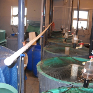 One Fish, Two Fish, Red Fish, Green Fish: How URI Saves 40 Million Gallons of Water a Year