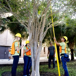 Community Engaged Scholarship and Learning in Urban Forestry helps UTRGV earn Tree Campus USA Designation