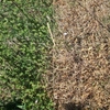 First experiment (for Google Science Fair 2012). Weedy check (control plot in which no natural herbicides were applied) shown to left; treated areas shown to right.