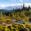 Montmorency forest carbon sink