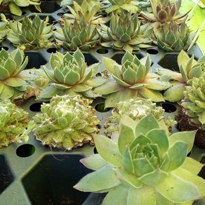 Succulents at the Earth Day Expo