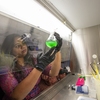 Miami University doctoral student Shrameeta Shinde checks a cyanobacterium culture. She works with Xin Wang, assistant professor of Microbiology, on research on photosynthesis redesign. Wang's ultimate goal is to design synthetic pathways to stabilize photosynthesis and contribute to efforts scaled up for crop plants toward a sustainable food supply.