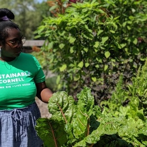 Climate Change Garden at Cornell University