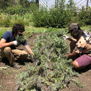 LCC Students at the Learning Garden