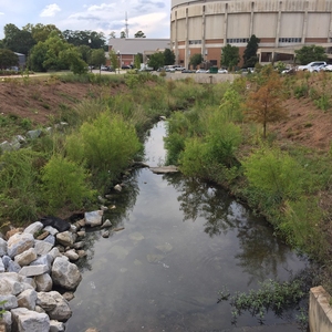 Parkerson Mill Creek restoration after one growing season