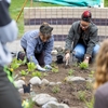 Native students at Cornell collaborate with Cornell Botanic Gardens and students from its Learning by Leading program to create a healing and honoring medicinal garden in front of Akwe:kon, the nation's first university residence hall established to celebrate American Indian culture and heritage