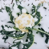 Twinkling SNOW CROWN during Historic Winter Outbreak