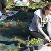 Sarah Green helps install a student-funded rain garden at Indiana University in Bloomington 