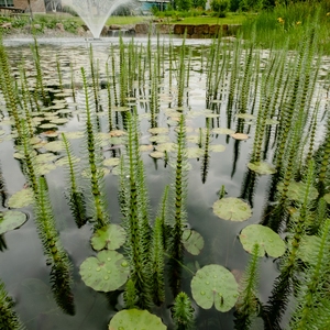 Rainwater retention