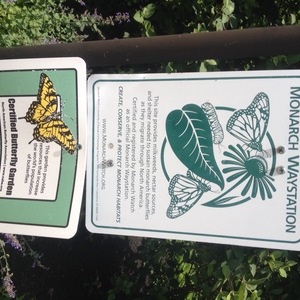 Planting a Colossal Monarch Waystation