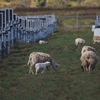 Residential sheep grazing at the University of Queensland's own 64 MW Warwick Solar Farm.