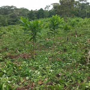 Engaging with Indigenous Communities for Climate Action: The Bayano-McGill Reforestation Project