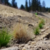 Newly added plants from the OSU-Cascades soil erosion service project.