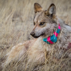 Mexican Grey Wolf Research and Annual Count