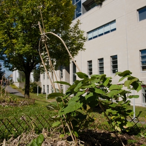 HEC Montréal