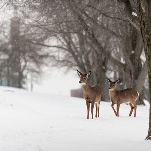 Deer on the Main Campus