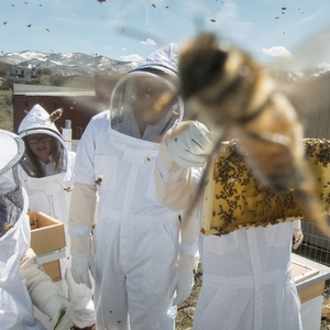 Student Beekeepers: Almost as Busy as Bees