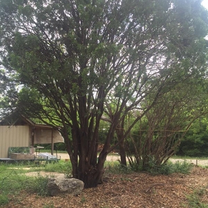 UNT Community Garden