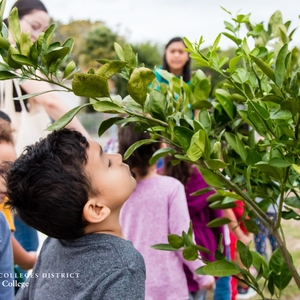 Palo Alto College Community Garden