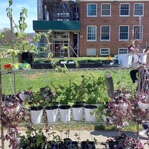 Plant Sale and Compost Giveback