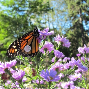 Monarch Nursery Program