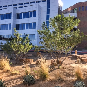 Central New Mexico Community College, Main Campus Detention Basin