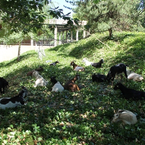 Goats Eating Ivy