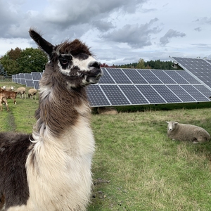 Farm Animals Among Solar Panels at PCC Rock Creek