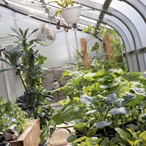 RVCC's new greenhouse