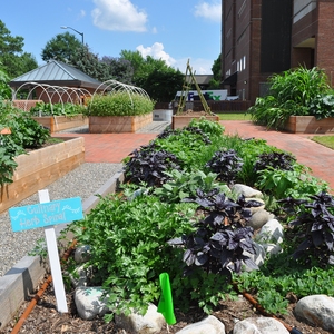 Edible Campus Garden at UNC Chapel Hill