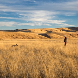 Mexican Grey Wolf Research and Annual Count