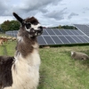 Farm animals graze between the solar panels at Portland Community College's Rock Creek campus.