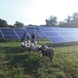 Solar Sheep at Antioch College