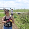 Campus Farm members Donna and Mayra ('19) weeded raspberry bushes at the one-acre DePauw organic farm.