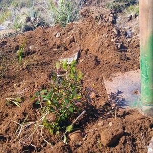 ACG Volunteers Reforest Mt. Hymettus!